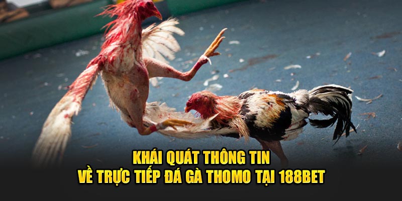 giới thiệu đá gà thomo