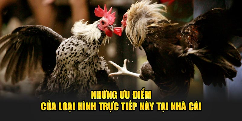tổng hợp ưu điểm đá gà tại 188bet
